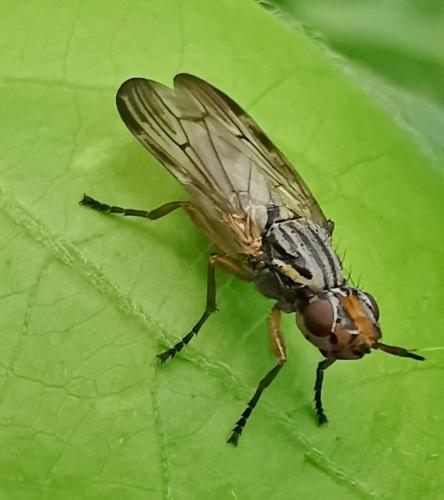 Réf. 330 042 : Dorycera graminum